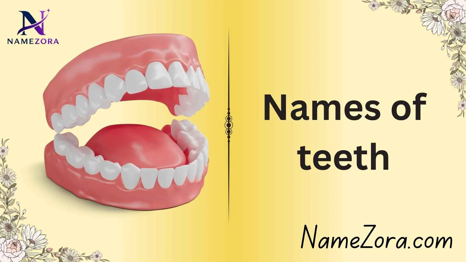 Names of teeth